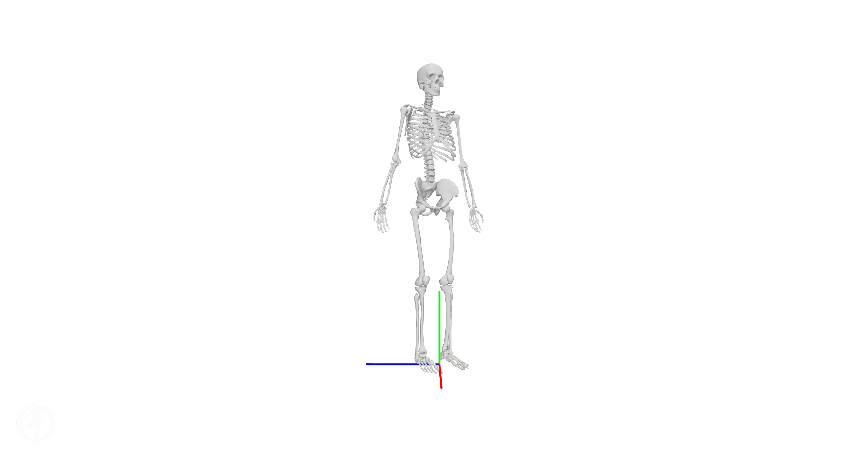 Met For Pelvic Rotation Musculoskeletal model | Model Health Documentation